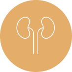 kidney kidney